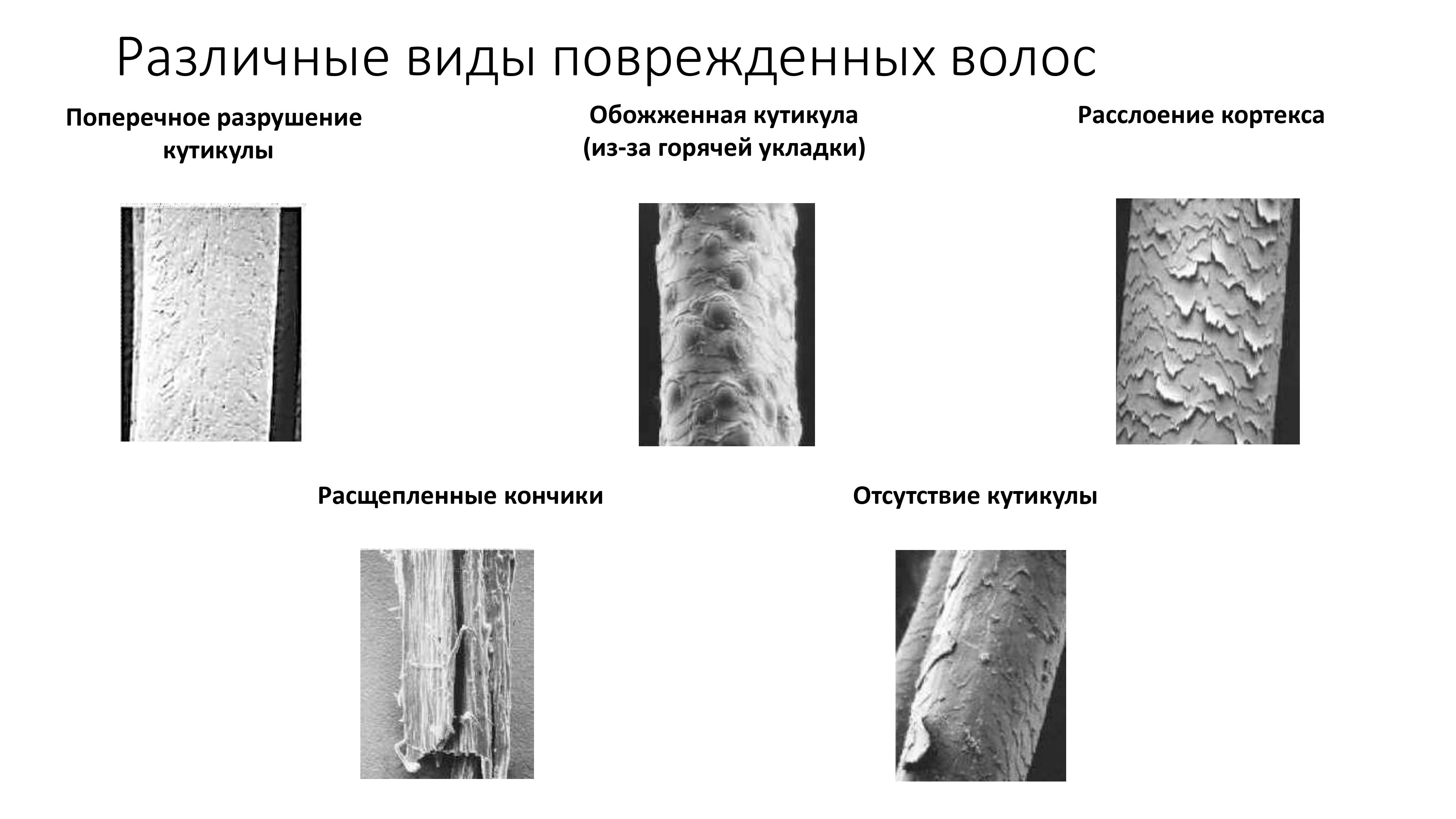 Тритментология. Красивые и здоровые волосы