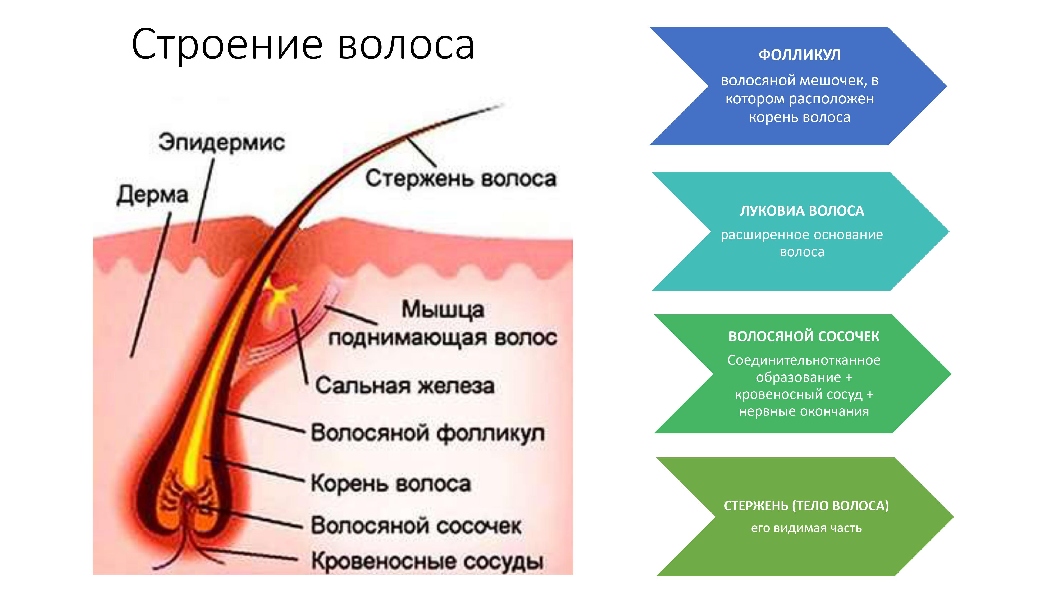 Тритментология. Красивые и здоровые волосы