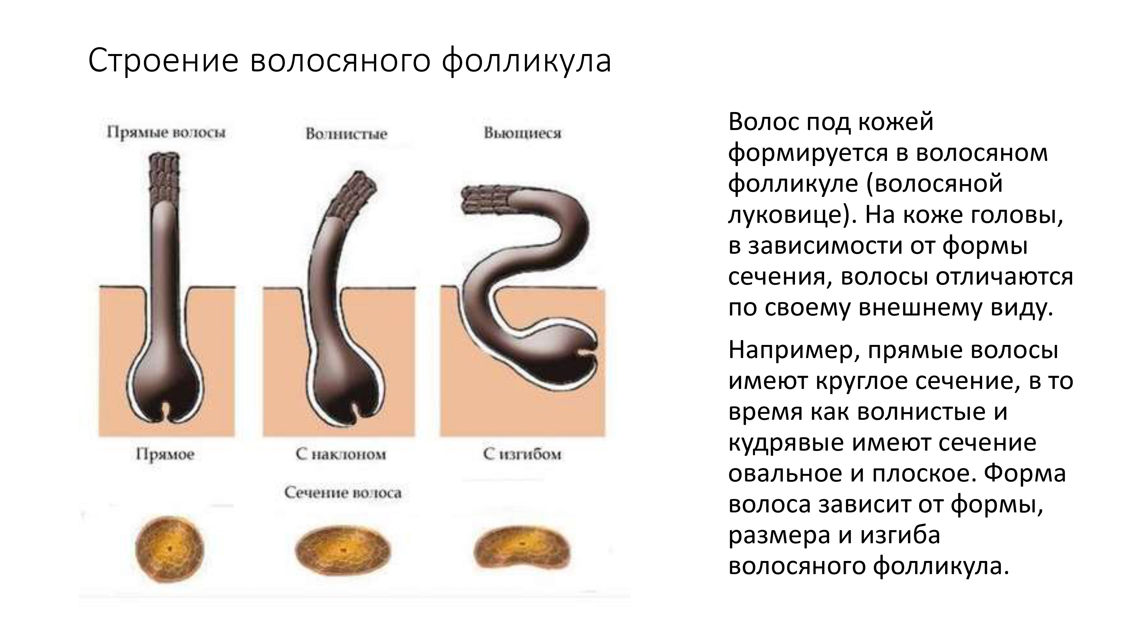 Тритментология. Красивые и здоровые волосы