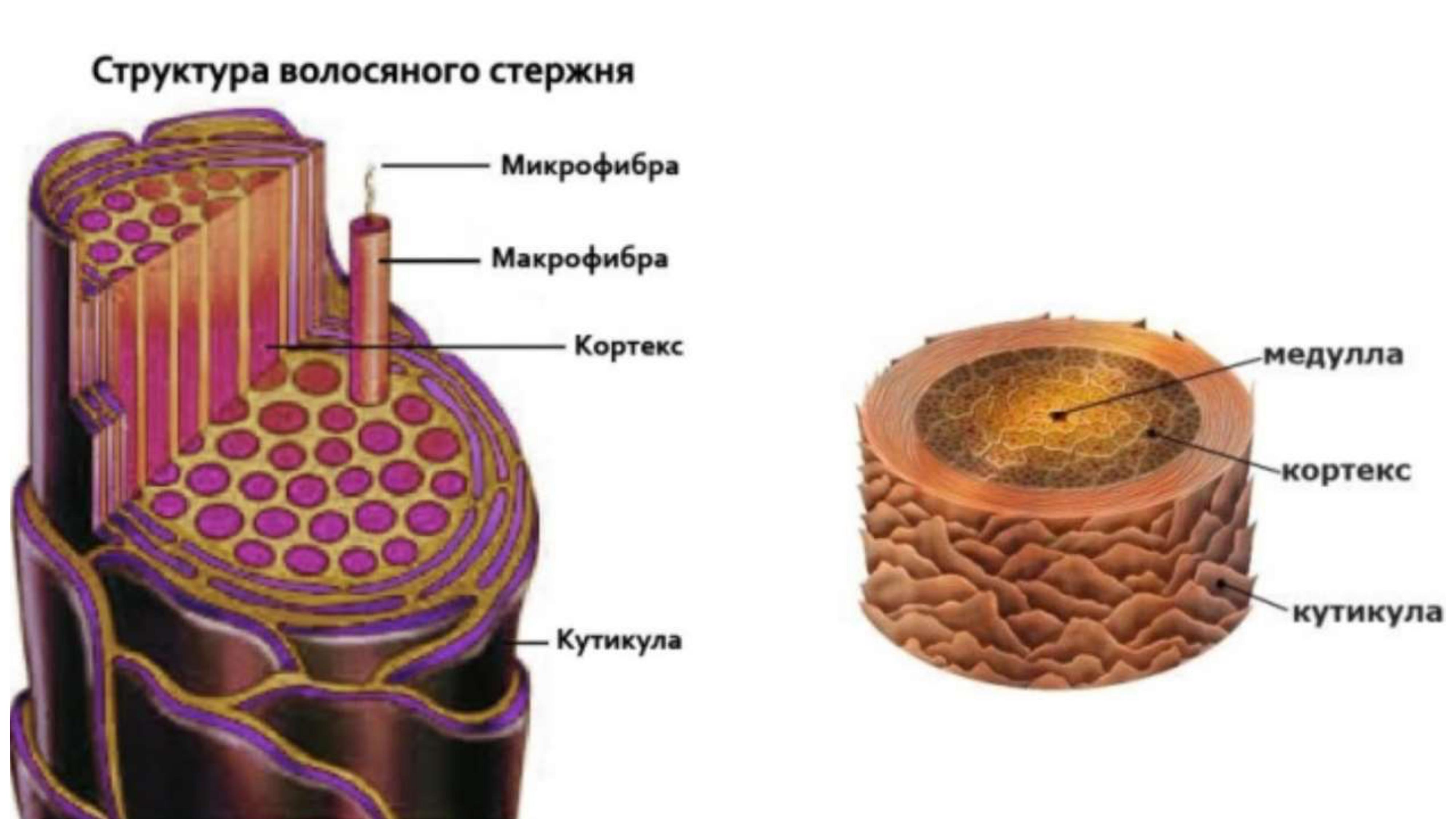 Тритментология. Красивые и здоровые волосы