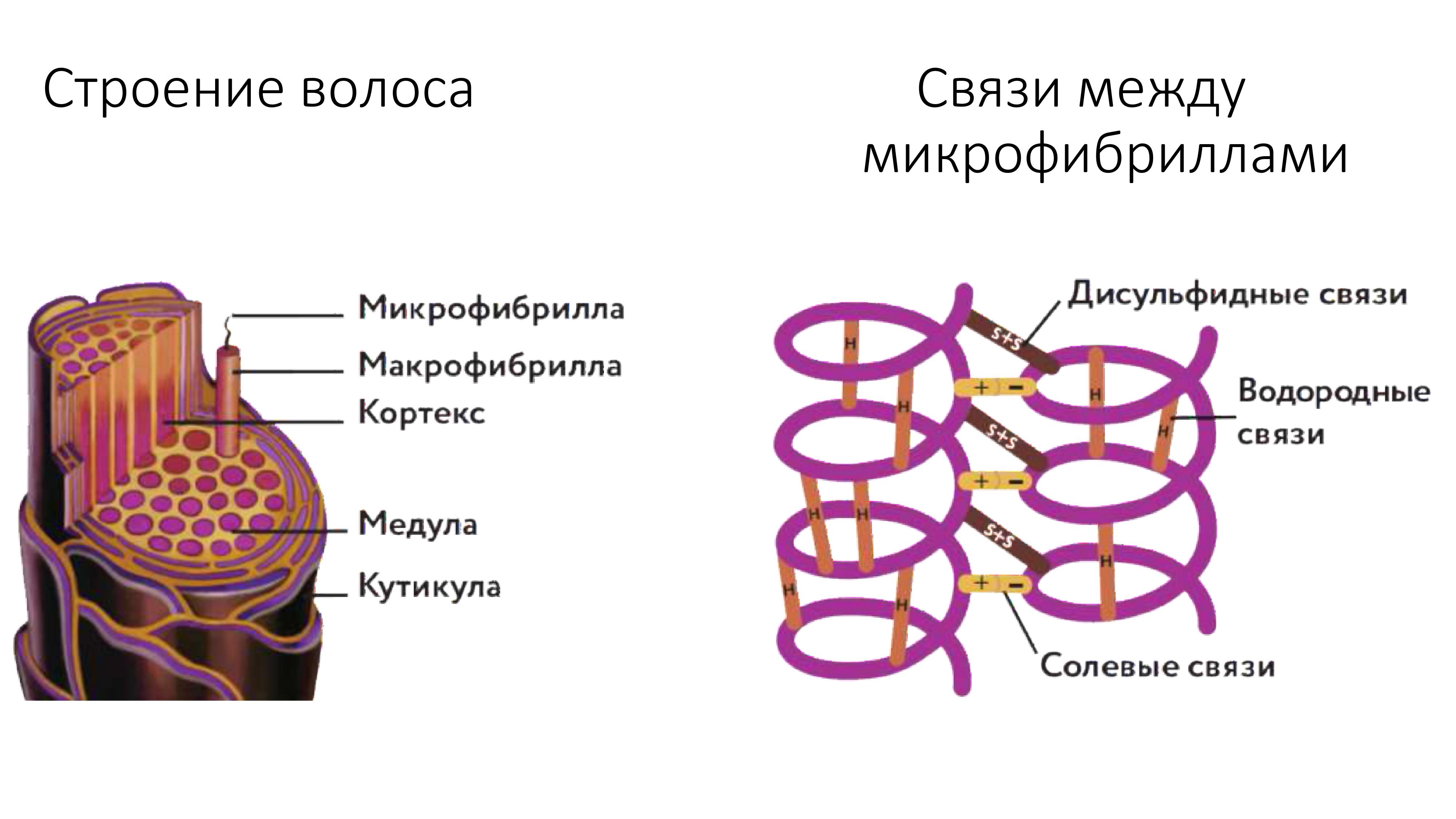 Тритментология. Красивые и здоровые волосы